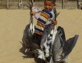 بالصور .. انطلاق موسم صيد السمان والعصافير على سواحل شمالى سيناء