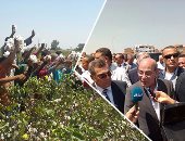 "الذهب الأبيض فتح فى الغيطان.. وجنى ثماره حان".. بالصور وزير الزراعة يفتتح موسم جنى القطن بالفيوم.. يؤكد: هدفنا زراعة 500 ألف فدان بـ2019 وعودته لشهرته العالمية.. ويكشف: وقف تعيين المرشدين الزراعيين منذ 1985