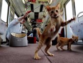 بالفيديو والصور.. افتتاح أول قطار للقطط فى اليابان.. "سافر وطبطب ودلع" 