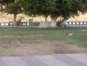 بالصور ..الكلاب الضالة تزاحم المواطنين على كورنيش النيل بالمنيا 