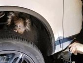 عمر الشقى بقى.. كوالا تعلق بين إطار سيارة مسافة 16 كيلو مترا وكتبت لها النجاة