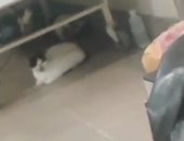 بالفيديو.. القطط أسفل أسرة المرضى بالمستشفى الميرى فى الإسكندرية