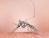 الإحتباس الحرارى يزيد خطر الإصابة بالملاريا فى المناطق الأكثر برودة