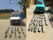 المتحدث العسكرى ينشر جهود قوات حرس الحدود خلال الشهر الجارى