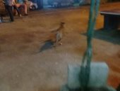 شكوى من انتشار الكلاب الضالة فى شارع المطار محافظة الأقصر