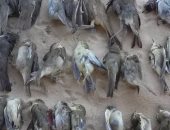 بالصور ..شاهد موسم صيد "السمان" و "العصافير" على سواحل سيناء