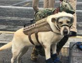 "تايم" تشيد بجهود الكلبة "فريدا" فى إنقاذ أرواح ضحايا زلزال المكسيك المدمر