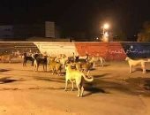 شكوى من انتشار الكلاب الضالة بمنطقة المعصرة فى حلوان