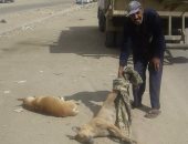 حملة للقضاء على الكلاب الضالة بشوارع الملاحة بالسويس