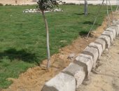 محافظة الإسكندرية: زرع 120 من نبات الريحان وتقليم 75 شجرة ببرج العرب