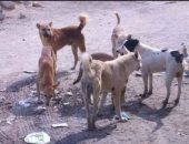 قارئ يستغيث بسبب الكلاب الضالة بشارع 34 فى منشية التحرير