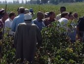 بالصور .. رئيس مركز كفر سعد بدمياط يتابع أعمال حصاد القطن طويل التيلة