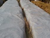 "زراعة الشرقية": حررنا 1003 محاضر حريق قش الأرز منذ بداية الحصاد