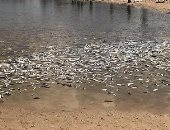 نفوق مئات الآلاف من الأسماك فى إسرائيل نتيجة تسرب مواد سامة غير معلومة المصدر