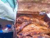 الداخلية تضبط 49 طن فسيخ ورنجة فاسدة قبل شم النسيم