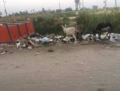 قارئ يشكو القمامة بمدخل قرية الجلاوية فى سوهاج