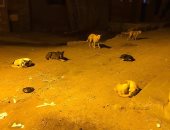 شكوى من انتشار الكلاب الضالة  بشارع السلاب بزهراء مدينة نصر