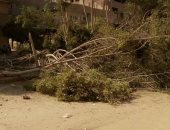 مذبحة للأشجار في "المنفى" بالهرم .. والأهالي يطالبون المحافظ بالتدخل