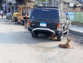 الكلاب الضالة تزعج أهالى شارع ابن الحكم فى الزيتون 