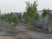 البيئة: 1000 شجرة ليمون وزيتون لكل محافظة لزراعتها فى المنشآت العامة 