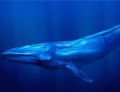 شاهد فى دقيقة.. تعرف على الحوت الأزرق أكبر كائن على الأرض