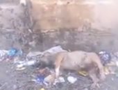 بالصور.. كلاب نافقة ونفايات فى محيط مجمع مدارس إسكو بشبرا الخيمة