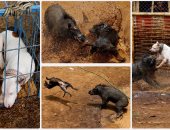 انطلاق مسابقة الصراع بين الكلاب والخنازير البرية فى إندونيسيا