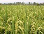 زراعة الشرقية تشن حملة لإزالة شتلات الأرز بالمناطق المحظورة