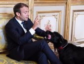 بالفيديو.. "كلب" يضع الرئيس الفرنسى فى موقف محرج أمام وزرائه