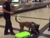 بالفيديو.. تركيا تفتش حقائب مسافرين قادمين من ألمانيا بالكلاب البوليسية