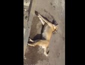 بالفيديو.. قارئ يرصد قتل الكلاب الضالة بالسم بالقرب من محطة مصر بالإسكندرية