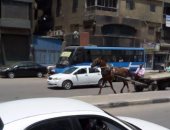 "عربة كارو" تتحدى قوانين المرور وتسير فى شارع شبرا الرئيسى 