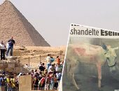 "حمار الهرم" يكشف عورات المصريين.. سائحة توثق الاعتداء على "الحمار" بالصحف السويسرية.. الواقعة تهدد جهود الدولة لإنعاش الموسم السياحى.. والبرلمان الملاذ الأخير لإنقاذ الحيوانات من التعذيب