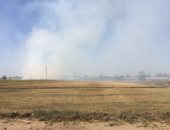 أهالى قرية  بشبيش بالمحلة الكبرى يشكون من ظاهرة حرق قش الأرز