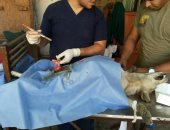 بالصور.. عمليات عقم للكلاب الضالة للحد من تكاثرها ببور فؤاد