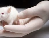 الفئران أيضاً تصاب بالسعار .. تعرف على أعراض وعلاج عضة الفأر