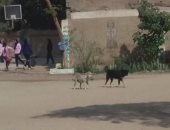 عقرهما كلب.. إصابة ربة منزل وحفيدها أثناء التنزه بكورنيش النيل فى قنا