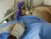 بالصور .. حملة موسعة للقضاء على الكلاب الضالة بمدينة بورفؤاد
