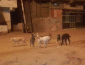 شكوى من انتشار الكلاب الضالة بشارع السوق فى بشتيل