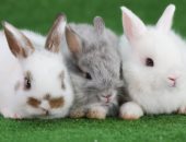 علماء بهولندا يحذرون من انتشار فيروس كورونا بين الأرانب