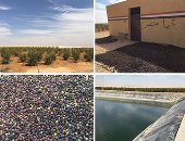 بالفيديو والصور ..لأول مرة.. "رمان وزيتون ونخيل ومزارع سمك" فى صحراء وسط سيناء..4 تجمعات زراعية بمركز الحسنة لتوطين الأهالى وإمتهان طرق الزراعة الحديثة ..10 طن فى السنة إنتاج مزراع السمك بكل تجمع