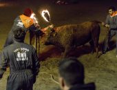 صور.. "مهرجان الموت" الأسبان يشعلون النار فى ثيران حية ويطلقونها بالشوارع