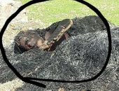 فيديو جريمة تهز كفر الشيخ.. مقتل شاب حرقا بعد التعدى عليه بالضرب