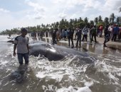  صور.. نفوق حيتان على شاطئ إندونسيا بعد مقتل أربعة منهم