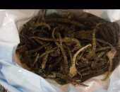  ضبط راكب بالمطار عرض رشوة على الأمن لتهريب 12 كيلو فرس البحر