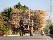 صورة اليوم...على الطريق الزراعى.. مكن داير وعزيمة بتسوق