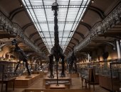 صور.. عرض هيكل عظمى لحيوان ماموث للبيع بـ580 ألف دولار فى مزاد بفرنسا