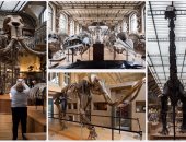 لأعلى سعر.. هيكل عظمى لديناصور من العصر الحجرى فى مزاد بفرنسا