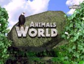 ما هو طائر أبو قرن الهندى؟ حلقة جديدة من برنامج "Animals World" على فارولاند