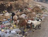 شكوى من تراكم القمامة بمدخل عزبة عبد العظيم التابعة لمركز سنورس بالفيوم